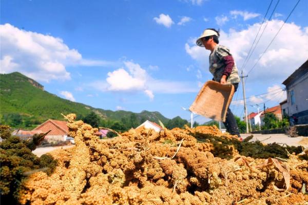白露时节的农耕智慧：如何为冬季丰收做准备