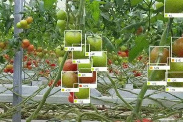 俄罗斯秋季节日背后的文化与农业应用