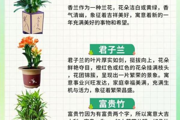 春节送什么花最应景？花卉背后的传统寓意