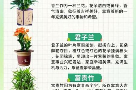 春节送什么花最应景？花卉背后的传统寓意