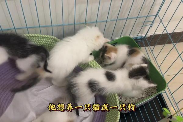 猫咪五行揭秘：颠覆传统认知，你的宠物性格如何？