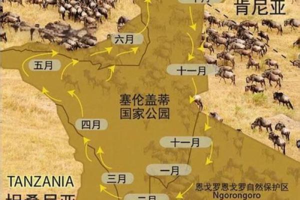 非洲节日如何与大自然和谐共生