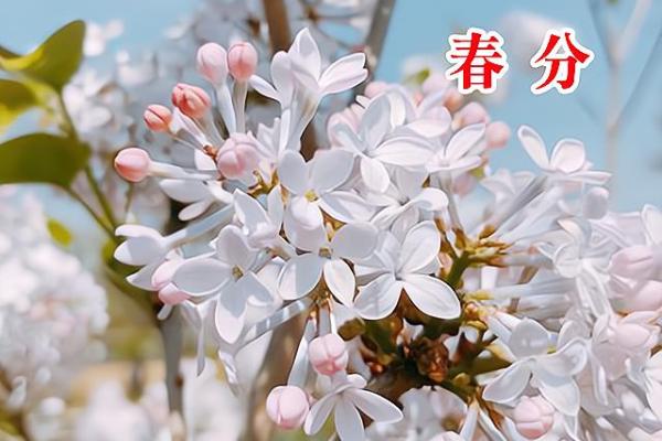 春节背后的农耕智慧：如何选择最适合的播种时机