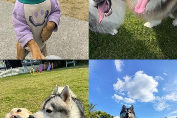 狗狗性格解析：五行格局，揭秘你的爱宠真实性格