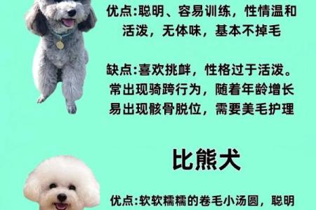 狗狗性格解析：五行格局，揭秘你的爱宠真实性格