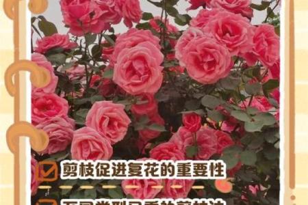 花开五行情：如何通过花卉了解你的性格特质？