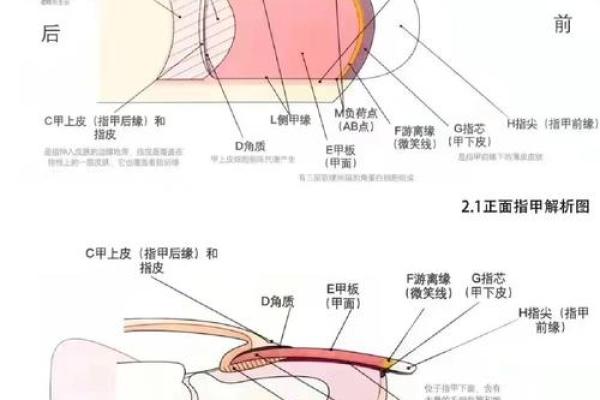 五行格局探秘：指甲透露的性格秘密，你了解多少？