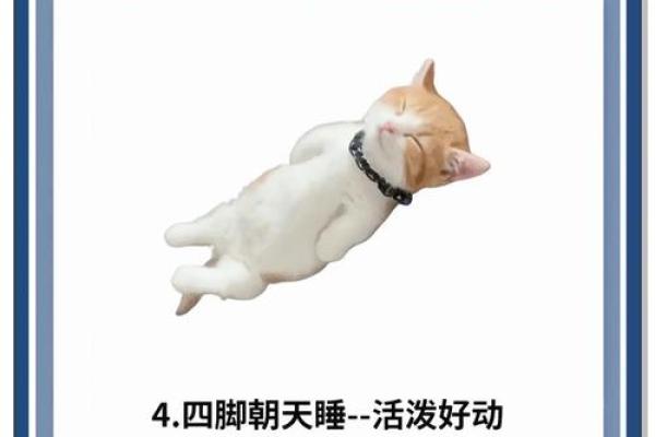揭秘猫咪五行格局：性格解析中的实用驯养技巧