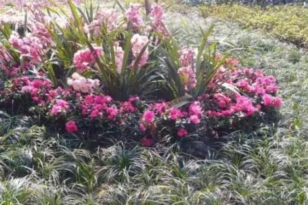 阿根廷的太阳节：庆祝太阳的力量与农耕传统