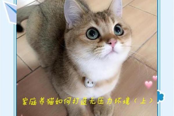 如何改变猫咪命运？探秘五行格局，打造和谐猫生