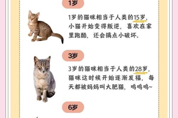 如何改变猫咪命运？探秘五行格局，打造和谐猫生