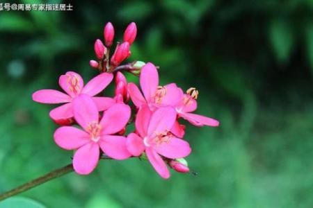 芹菜五行格局探秘：性格解析，反而让你更懂如何提升运势