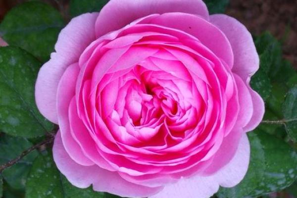 破解蕙花五行密码：如何改变命运，开启人生新格局