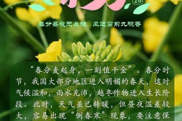 春分节气的节令养生智慧