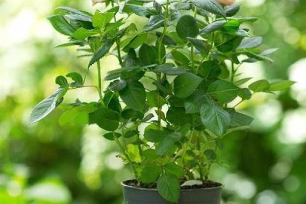 植物密码解密：茵属五行，你的性格如何？