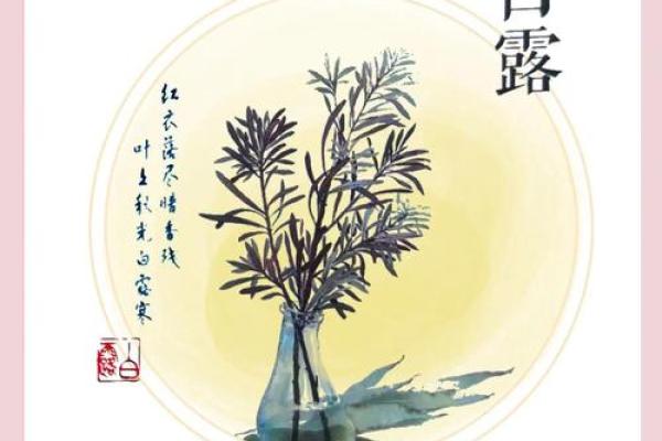 白露节气,养生与季节交替的深刻联系 白露节气,养生与季节交替的深刻联系