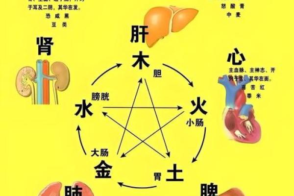 五行格局揭秘:如何通过器官看透你的性格解析? 五行格局揭秘:如何通过器官看透你的性格解析?