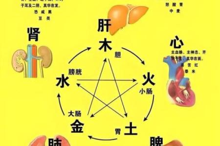 五行格局揭秘:如何通过器官看透你的性格解析?