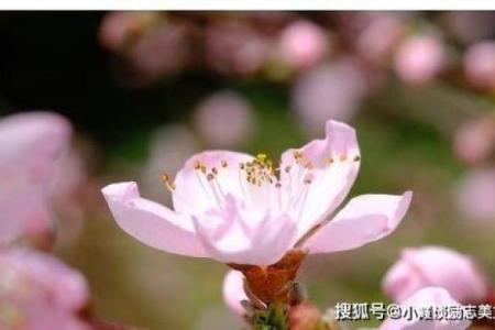 摆脱性格误区,苑字五行格局带你发现真正的自我,开启人生新篇章