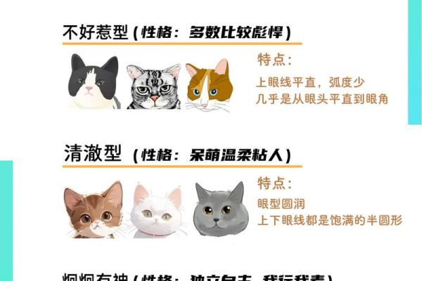 猫性格解析：五行格局中的喵星人，反而更懂你