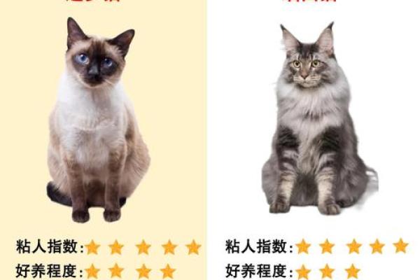猫性格解析：五行格局中的喵星人，反而更懂你