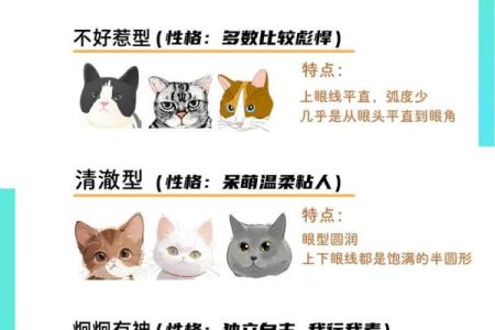 猫性格解析：五行格局中的喵星人，反而更懂你