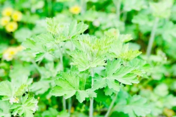 从艾五行格局出发,揭开性格转变的神秘面纱 从艾五行格局出发,揭开性格转变的神秘面纱