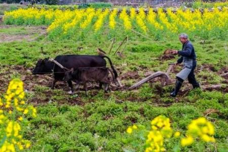 春耕季节的起点，农耕文化中的特别时刻